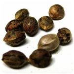 Семена марихуаны АК-47  (Seeds AK-47) в Александровске